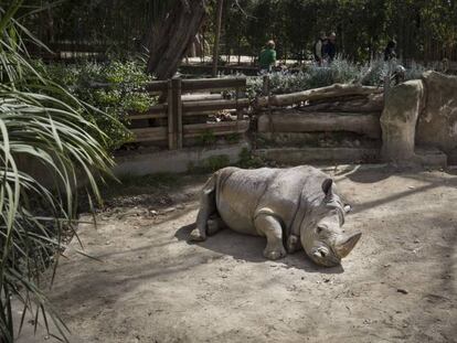 El zoo de Barcelona, esta semana.