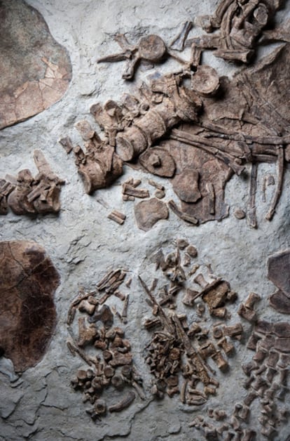 Detalle del feto fósil de plesiosaurio, bajo la columna vertebral de la hembra.