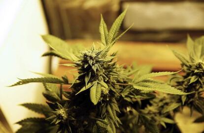 Una planta de cannabis, en una feria celebrada en Montevideo la semana pasada.