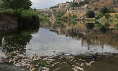 Peces muertos en el r&iacute;o Tajo a su paso por Toledo.