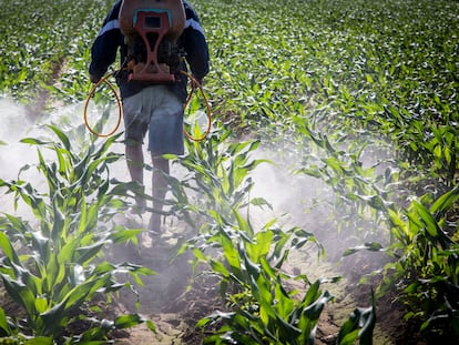 Un agricultor aplica herbicida a su campo de maíz en el estado de Sinaloa, México.
