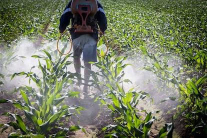 Un agricultor aplica herbicida a su campo de maíz en el estado de Sinaloa, México.