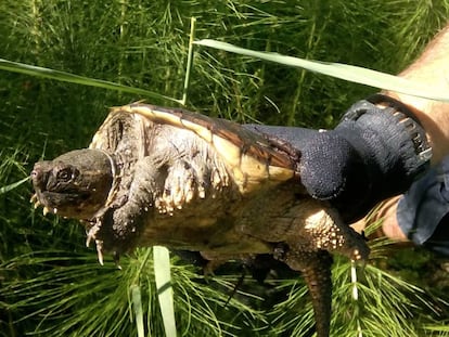 Tortuga mossegadora trobada a l'estany.