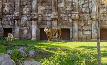 Muchas de las especies, como el tigre de Sumatra, están en peligro de extinción.