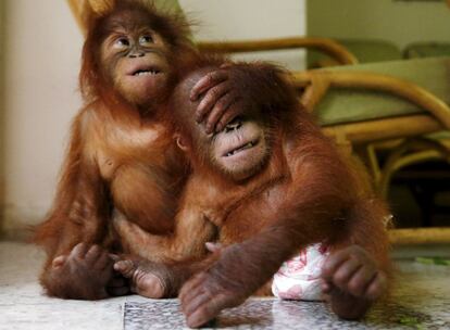 Dos bebés orangutanes juegan en el departamento de vida silvestre en Kuala Lumpur (Malasia).