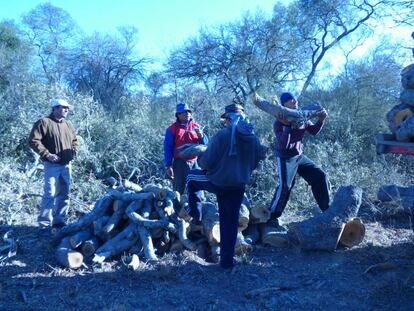 Sacheros cargan troncos recién cortados en la cuenca forestal de Monte Quemado.