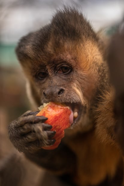 Martín es un mono capuchino que vivió muchos años como mascota en un hogar, por lo que su liberación a la naturaleza no es posible. Su instinto lo llevaría a acercarse a humanos, poniendo en riesgo su seguridad.