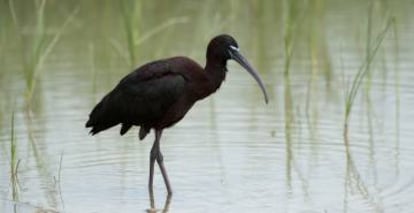 Un morito común en el parque nacional de Doñana (Huelva).