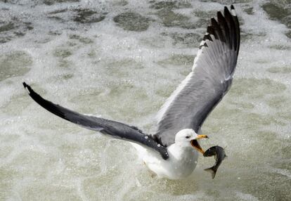 Una gaviota caza a un Alburnus tarichi, en su camino hacia la cascada en Ercis (Turquía). 