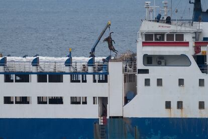 Una grúa descarga un ternero muerto del buque Elbeik en Cartagena.