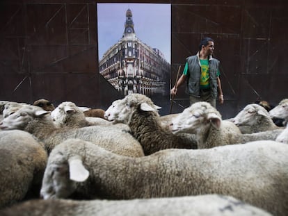 Las ovejas toman Madrid en la Fiesta de la Transhumancia