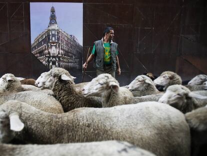 Las ovejas toman Madrid en la Fiesta de la Transhumancia