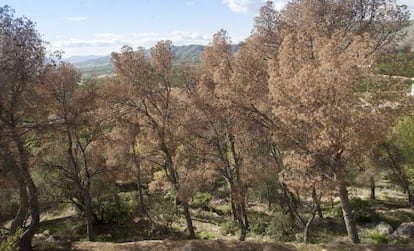 Pinada en el paraje natural de la Magdalena, en Castell&oacute;n, afectado por el escarabajo &quot; Tomicus destruens&quot;.