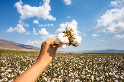 Cotton field agriculture, fresh organic naturel life