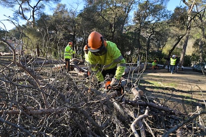 Un operario tala pinos muertos por la sequía en el Parque de Collserola, en las inmediaciones de la estación de FGC Baixador de Vallvidrera (Barcelona).