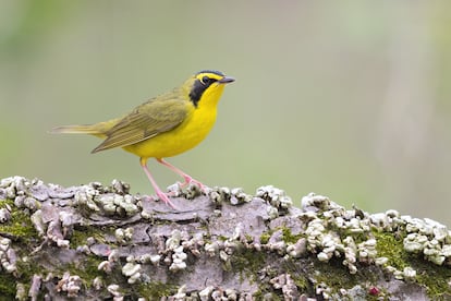 Un ave curruca en Kentucky, en una imagen de archivo.