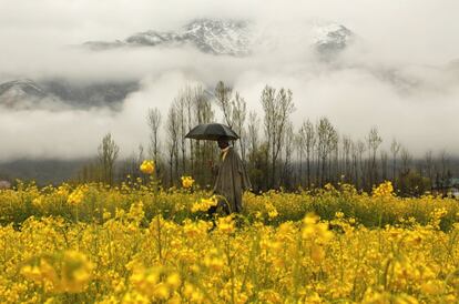 Un hombre camina bajo la lluvia por un campo de mostaza en las afueras de Srinagar, Cachemira. 