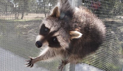 Un mapache en el Centro de Recuperación de Especies Silvestres de Madrid.