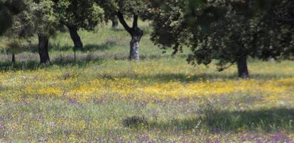 Pastos en una dehesa de Andalucía. 