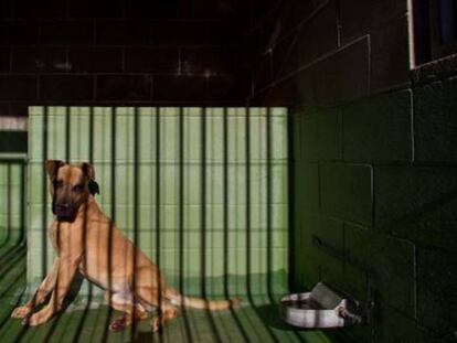 Las penas por maltrato animal van de tres meses a un año de prisión