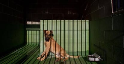 Las penas por maltrato animal van de tres meses a un año de prisión