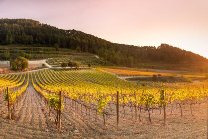 Paisaje de viñedos en el Penedès. 