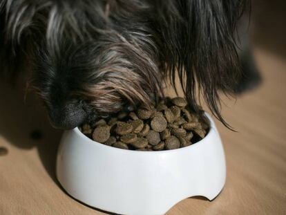El veterinario prefiere para los perros la dieta del pienso: en un lugar, a su hora y la misma ración.