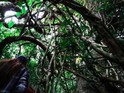 Los mayores árboles de Paraguay