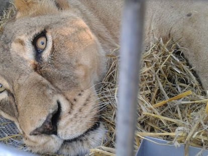 Un le&oacute;n durante su traslado a Am&eacute;rica. 