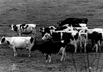 Vacas pastando en un prado en el término de Langreo (Asturias).