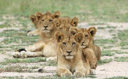 Cachorros de len en una reserva de caza en el Parque Nacional Kruger, en la provincia de Mpumalanga (Sudfrica), el 12 de abril de 2019.