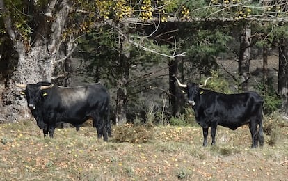 Tauros, large herbivores that can weigh up to a ton, in Frías de Albarracín.