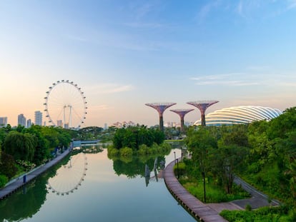 La bahía de Singapur se ha convertido en un centro de innovación que integra tecnología con naturaleza. A la derecha, los Super Trees, unos jardines verticales —algunos equipados con sistemas fotovoltaicos— diseñados por el estudio de arquitectura y paisajismo Grant Associates. Forman parte del proyecto Jardines junto a la bahía, de la red de parques nacionales de Singapur, con el que se pretende cultivar 226.000 plantas de todos los ecosistemas. |