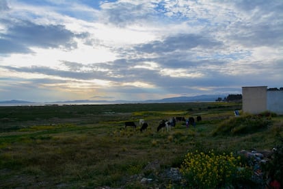 El sol cae sobre el lago Titicaca mientras que unas vacas pastan. La leche es una de las fuentes de ingresos de sus pobladores, pero la sequía les ha castigado duramente en el último año. 
