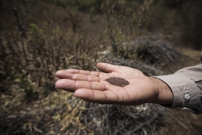 Un campesino muestra semillas de amapola en un campo fumigado en Filo de Caballos (México), el 12 de mayo de 2016.