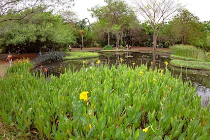  Jardín Botánico de Maracaibo en Venezuela.
© JOSE