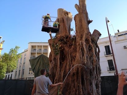 Labores de mantenimiento para el ficus centenario del barrio de Sevilla, tras ser mutilado la semana pasada por la parroquia de San Jacinto.