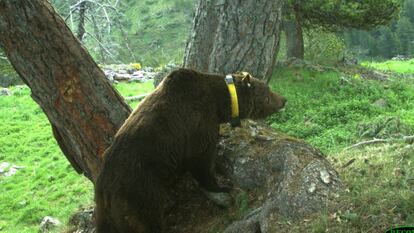 El oso 'Goiat', introducido en el Pirineo catalán en 2016, en una imagen de archivo.