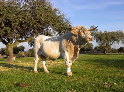 Toro blanco cacereño.