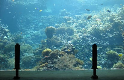 Imagen del arrecife de cría del zoo holandés.