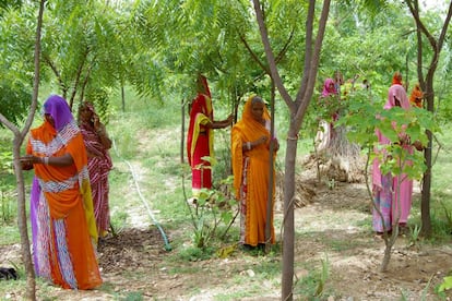 Mujeres de Piplantri anudan cordeles a los &aacute;rboles como s&iacute;mbolo de hermandad con la naturaleza.