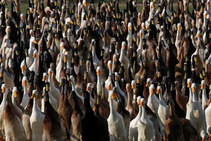 Una bandada de patos, cerca de Ciudad del Cabo, Sudfrica.