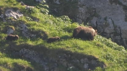 Una osa con dos cachorros, en el parque natural de Somiedo (Asturias).