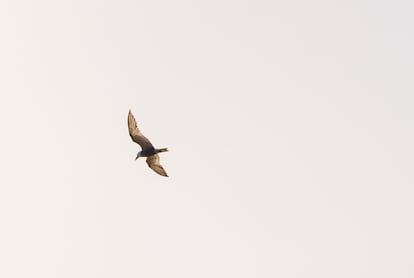 Un ejemplar de fumarel común en pleno vuelo por Las Tablas de Daimiel.