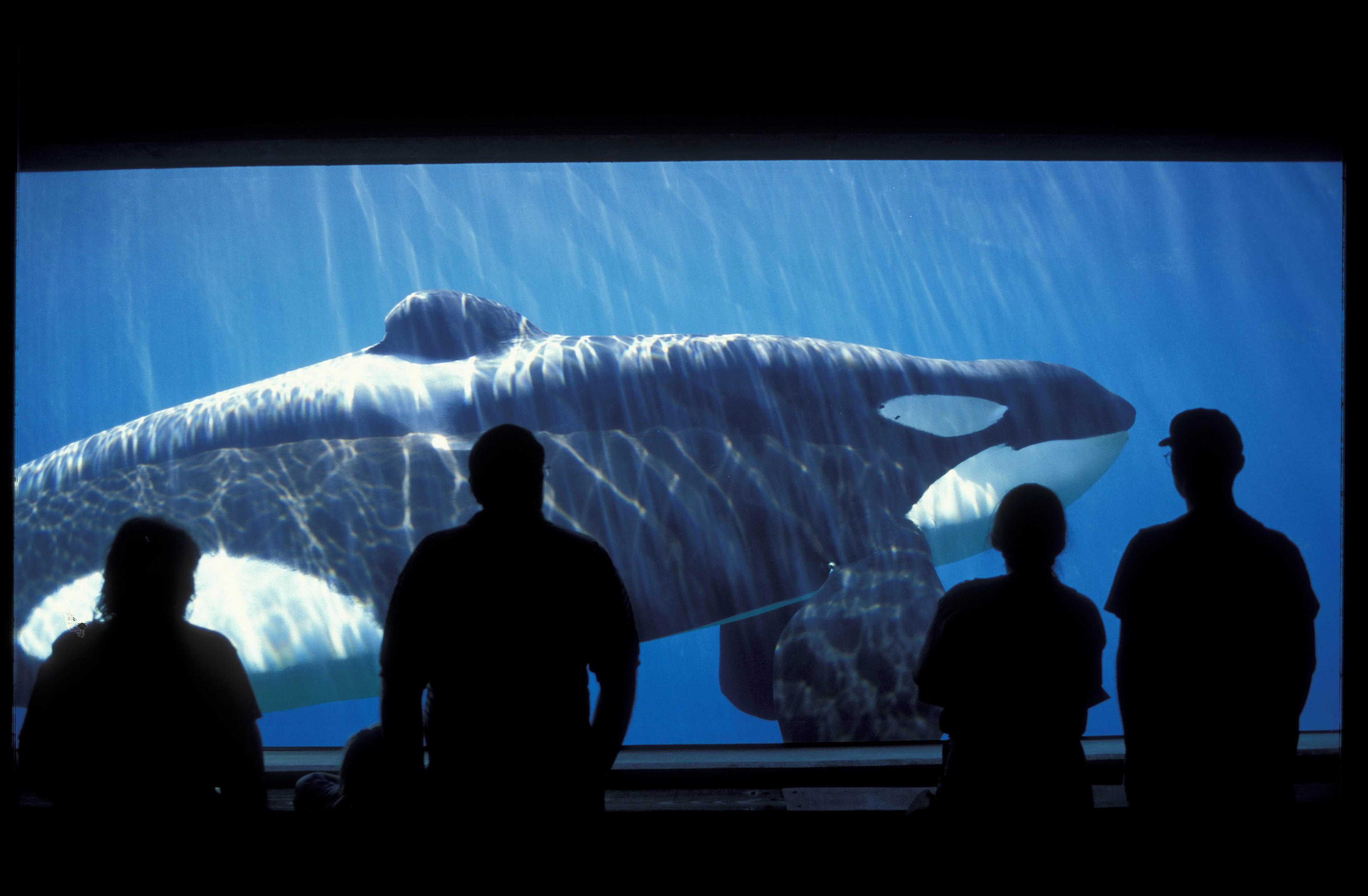 La libertad imposible de la orca ‘Keiko’