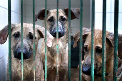 Tres canes encerrados en la perrera municipal de Barcelona.