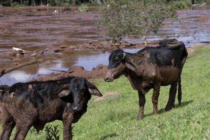 Tras el colapso, el ganado también quedó cubierto de barro.