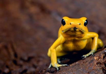 Ejemplar de rana dardo dorada (Phyllobates terribilis).