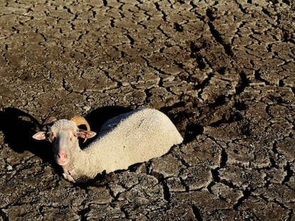 Una cabra hundida en la tierra seca, en el término municipal de La Haba, Badajoz. 