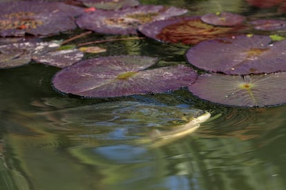 Es uno de los sitios más espectaculares de la 'Cidade Maravilhosa' y uno de los más importantes centros de investigación del mundo en las áreas de botánica y conservación de la biodiversidad. En la foto, un ejemplar de pacú en la laguna de la Victoria Regia del Jardín Botánico de Río de Janeiro (Brasil).